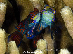 Manderin Fish shot at Mimpi Lagoon at Menjangen Bali with... by Graeme Cole 